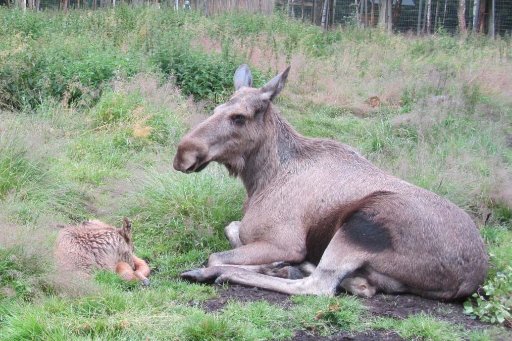 Moose with calf.jpg