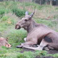 Moose with calf.jpg